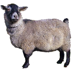 Pygora Goat